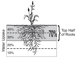 external image root_zone.gif