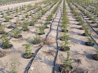 external image drip-irrigation-system.jpg