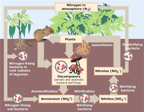 external image quiz_nitrogen.jpg